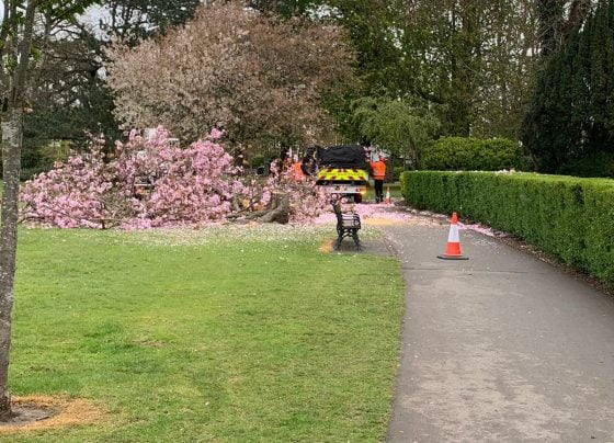 Tree felled in Peoples Park