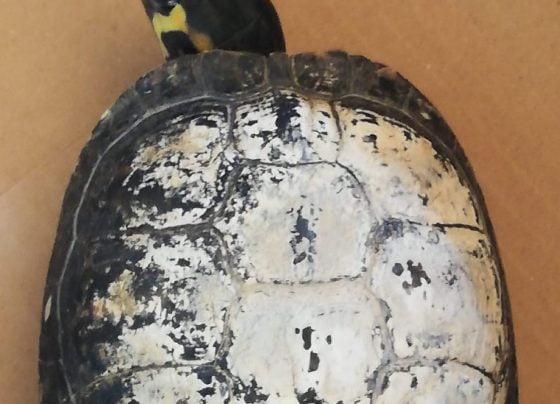 Abused tortoise in People's Park Grimsby