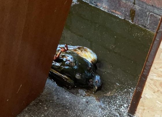 Pigeon in oil spill behind Grimsby restaurant