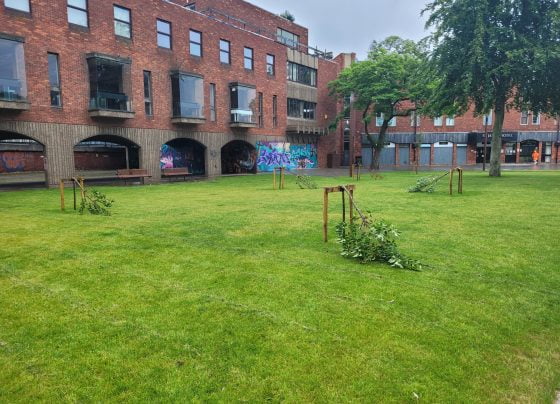 St. James' Square trees damaged