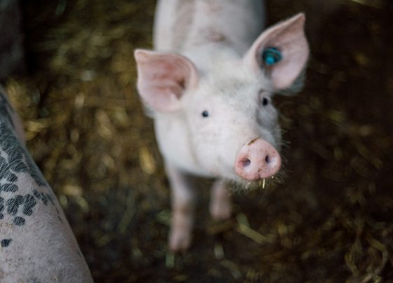 Councillors set to approve indoor farm despite major opposition
