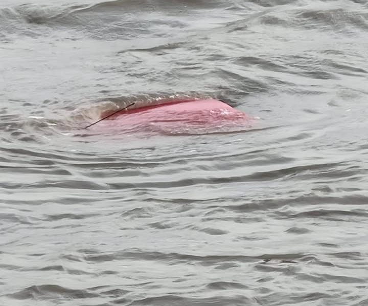 Coastguard called after vehicle enters Humber Estuary