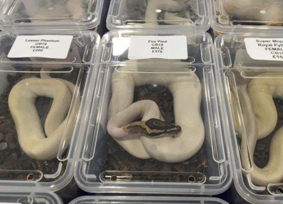 harmful reptile shows