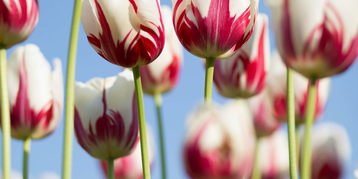 east midlands in bloom