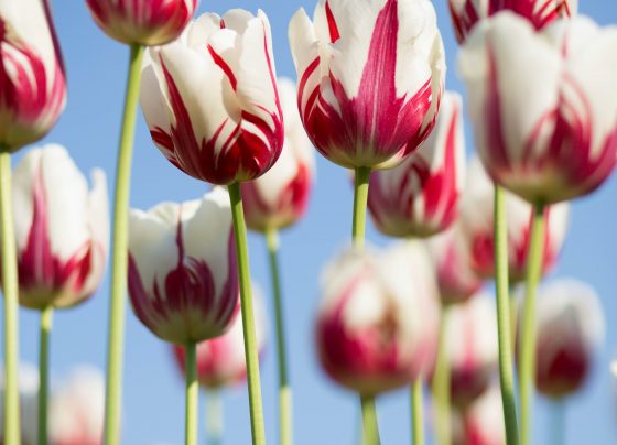 east midlands in bloom