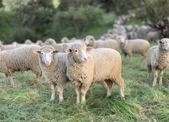 livestock