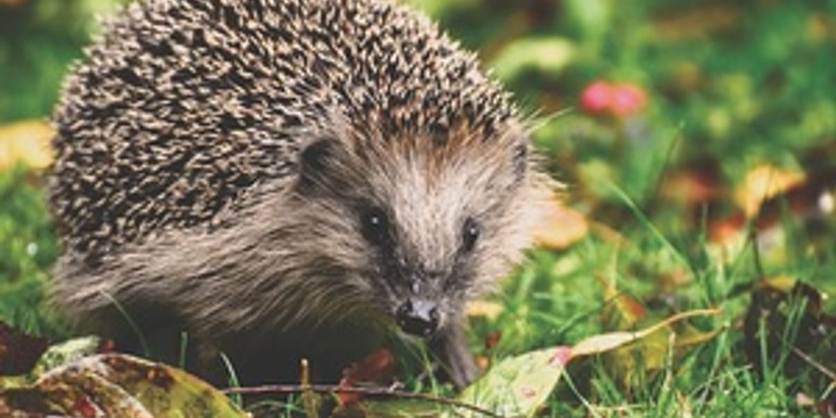 hedgehogs killed Doncaster park
