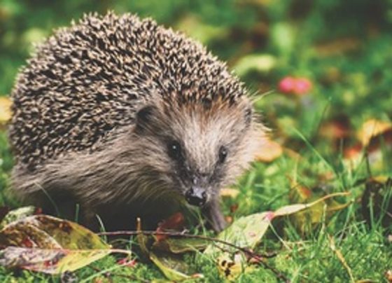 hedgehogs killed Doncaster park