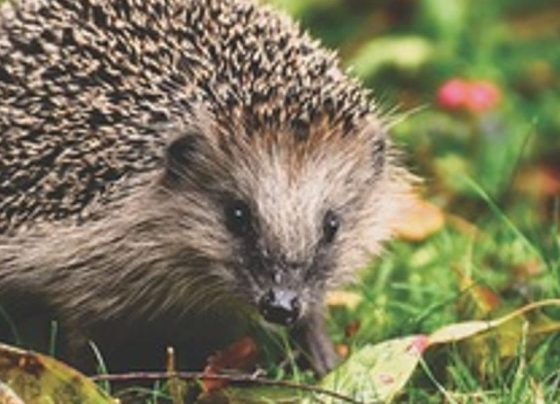 hedgehogs killed in park