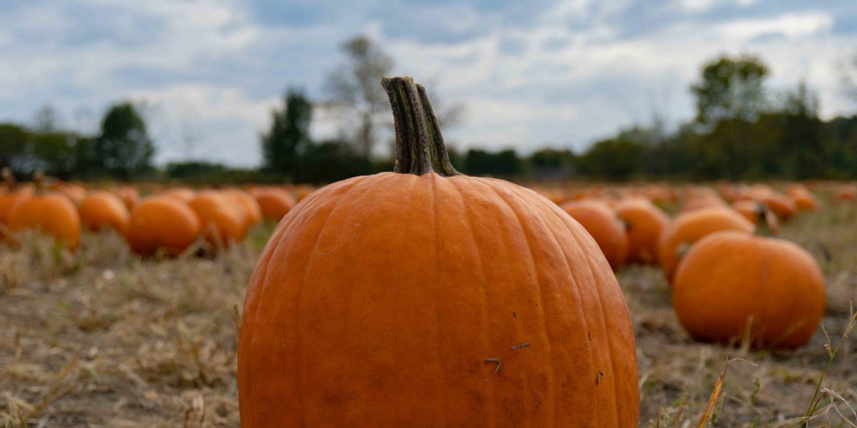 Pumpkin picking in Lincolnshire