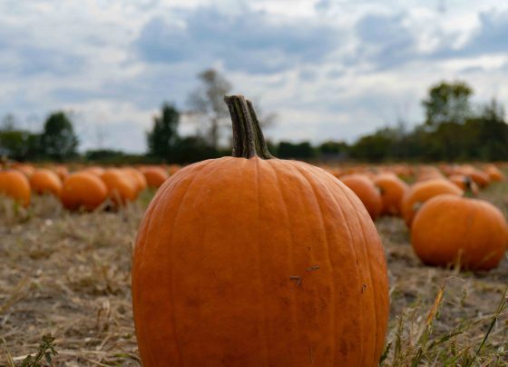 Pumpkin picking in Lincolnshire