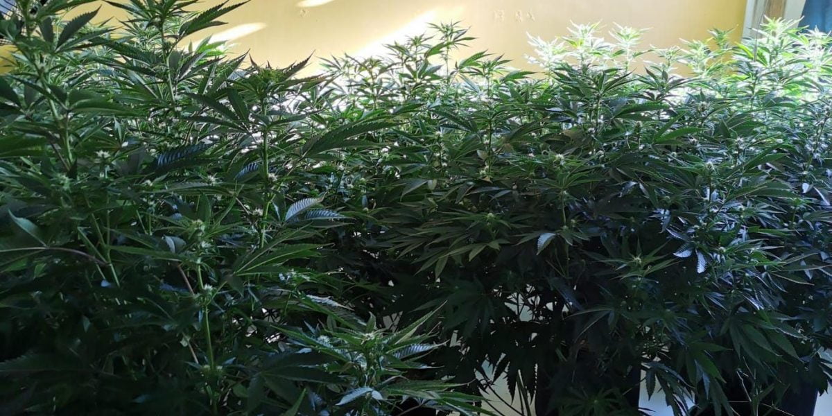 Cannabis grow on Tunnard Street