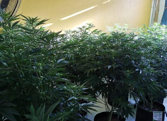 Cannabis grow on Tunnard Street