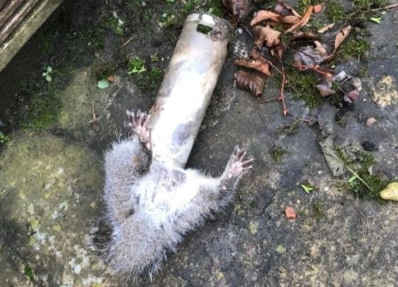chunky squirrel