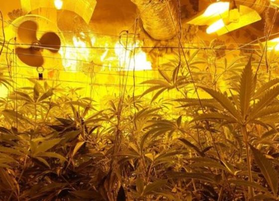 cannabis seized