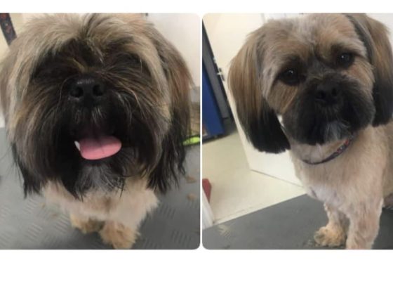 lost dog