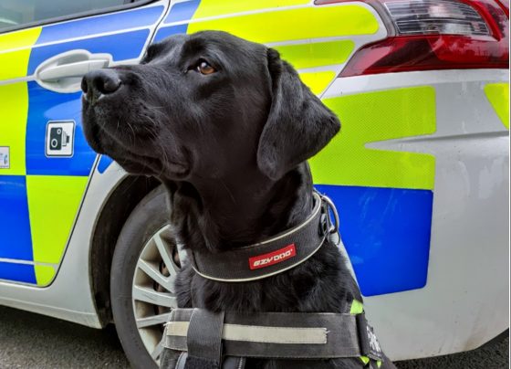 Police dog Roscoe has helped the police with 300 searches in 2021
