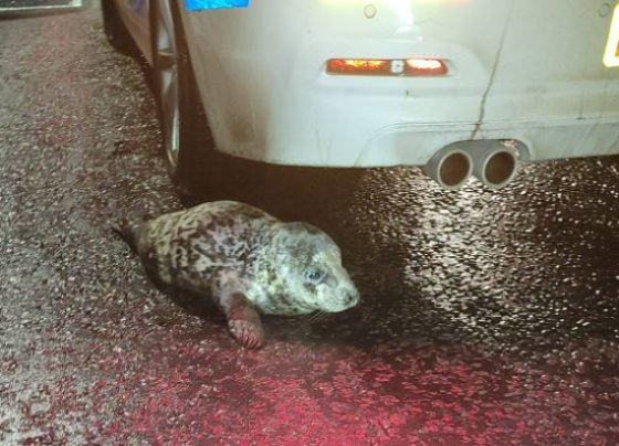 rescued seal