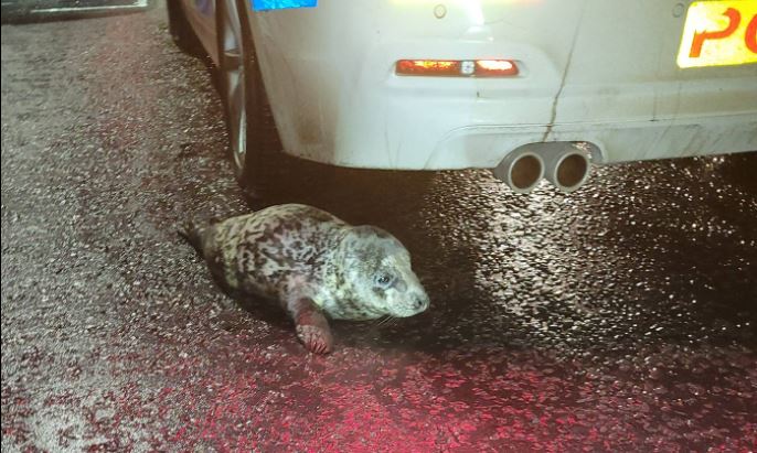 rescued seal