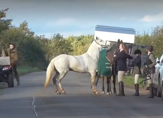 horse animal cruelty