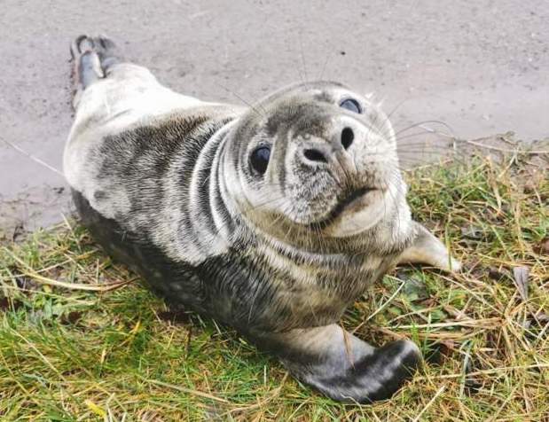 Seal
